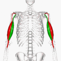 gif animation of a rotational view of biceps brachii
