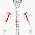 gif animation of a rotational view of coracobrachialis. 