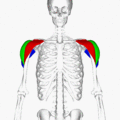 Rotational view of Deltoid. From Anatomography: https://commons.wikimedia.org/wiki/Category:Animations_from _Anatomography