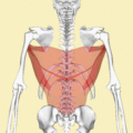 Rotational view of Latissimus Dorsi. From Anatomography: https://commons.wikimedia.org/wiki/Category:Animations_from _Anatomography