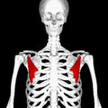 gif animation of a rotational view of pectoralis minor