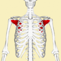 gif animation of a rotational view of subscapularis. 