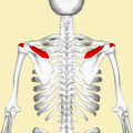 Rotational view of Supraspinatus. From Anatomography: https://commons.wikimedia.org/wiki/Category:Animations_from _Anatomography