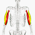 gif of rotational view of triceps brachii.