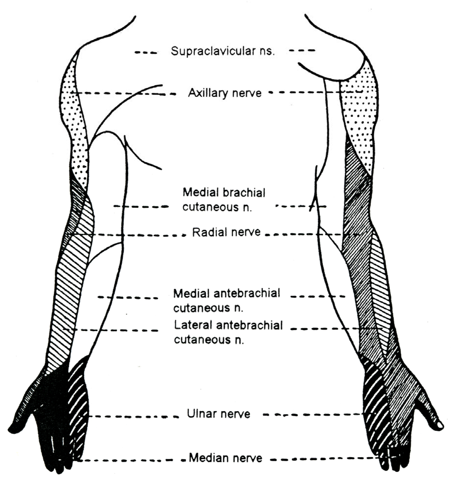 Distribution of cutaneous nerves in upper limb