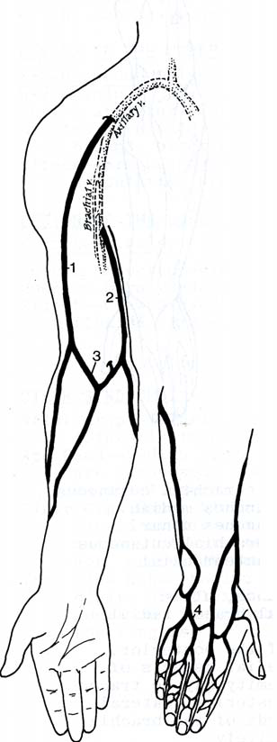 cutaneous veins of upper limb