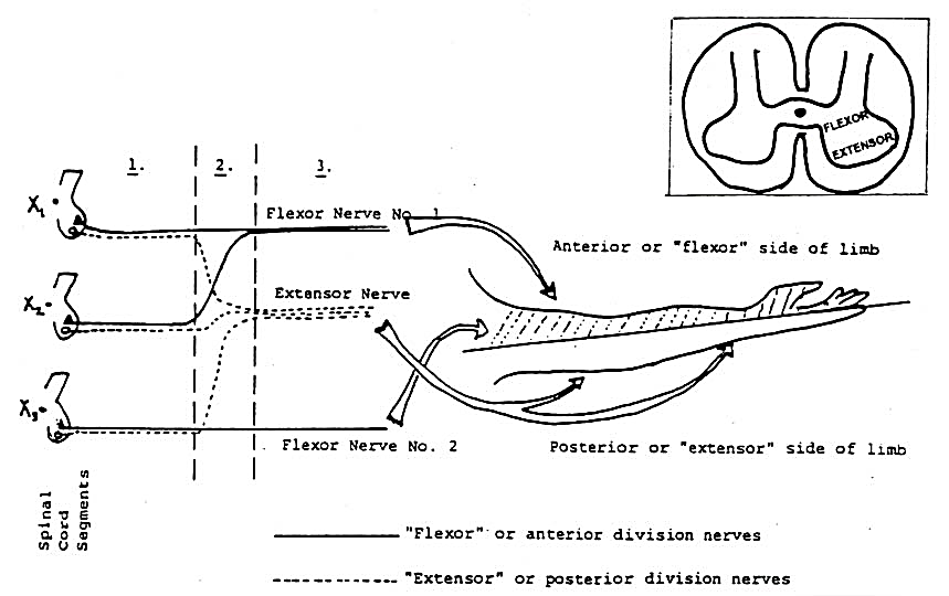 Diagram of theoretical plexus