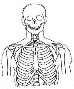 Diagram of a skeleton showing the positioning of the shoulder girdle relative to the axial skeleton.