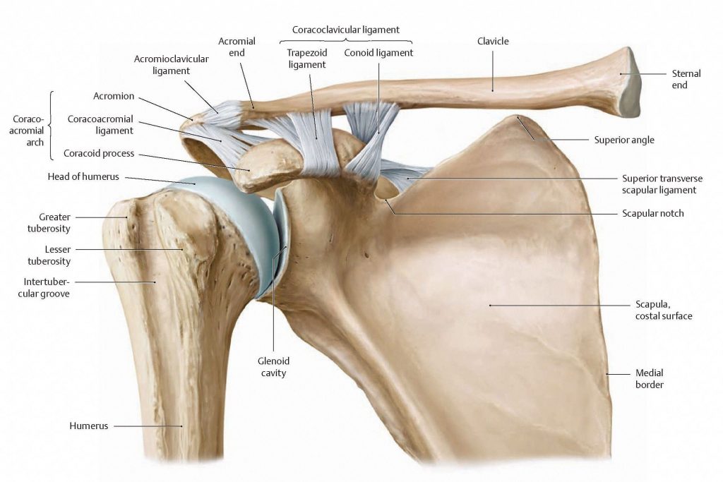 Acromioclavicular Joint, right side with ligaments labelled. From Schuenke et al, THIEME Atlas of Anatomy, THIEME 2007, pp. 226-227.