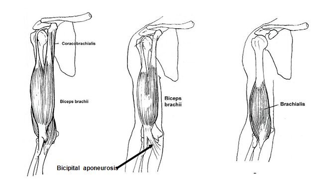 Muscles of Anterior compartment of arm