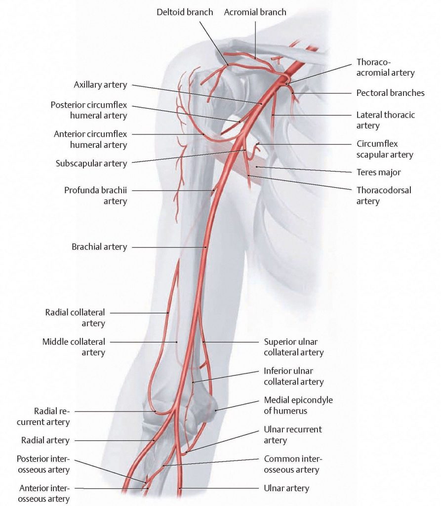 Course and branches of axillary and brachial arteries. From Schuenke et al., THIEME Atlas of Anatomy, THIEME 2007, pp. 338-339.