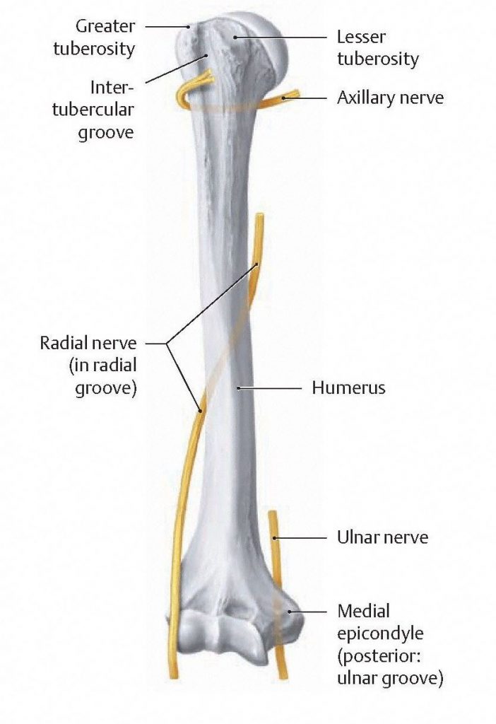 Relationships of the axillary, radial, and ulnar nerves to the humerus as they travel through the arm. The nerve runs down the anterior midline of the arm (not shown). From Schuenke et al., THIEME Atlas of Anatomy, THIEME 2007, pp. 326-327.