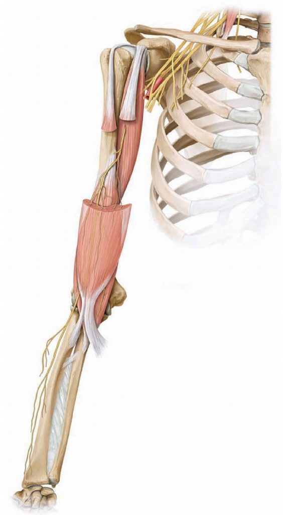 Course of the Musculocutaneous Nerve. From Schuenke et al., THIEME Atlas of Anatomy, THIEME 2007, pp. 320-321.