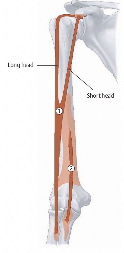Schematic showing the attachments of the biceps brachii (1) and brachialis (2). Since brachialis only crosses the elbow and attaches to the ulna, its function is unaffected by both shoulder and forearm position. From Schuenke et al., THIEME Atlas of Anatomy, THIEME 2007, pp. 270-271.