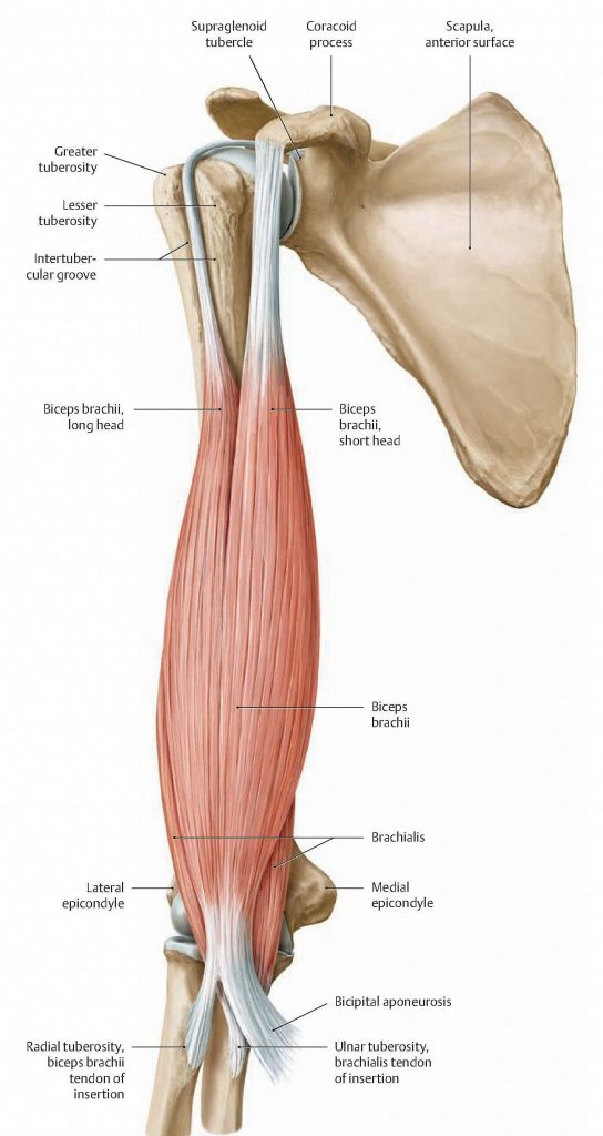Diagram showing the course of the tendon of the long head of the biceps brachii through the glenohumeral joint.