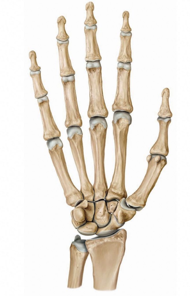 Palmar view of bones of the hand. Notice the bony articulations at the carpometacarpal joints. Movement at CMC joints 2-4 are particularly constrained. From Schuenke et al., THIEME Atlas of Anatomy, THIEME 2007, pp. 222-223.