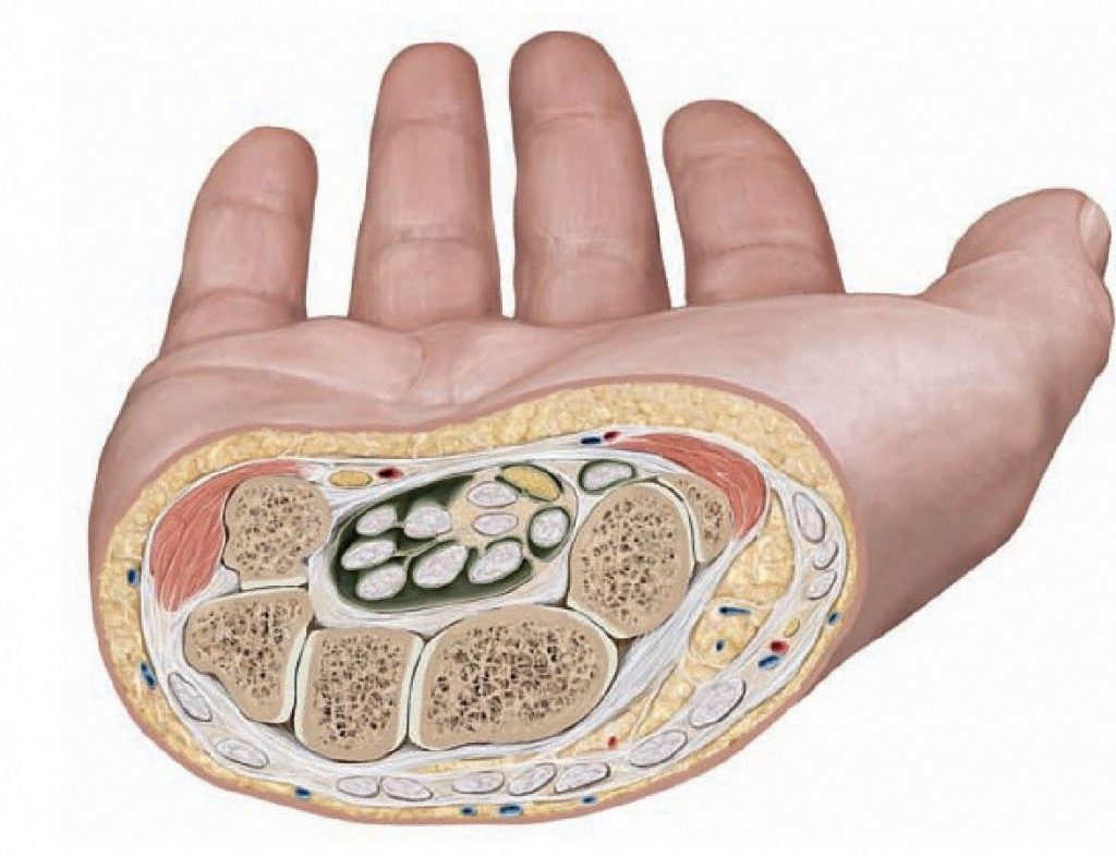 Cross section of the carpal tunnel showing the 9 tendons and one nerve which pass through it. From Schuenke et al., THIEME Atlas of Anatomy, THIEME 2007, pp. 354-355.