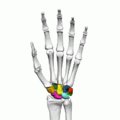 Rotational view of the hand with the carpal bones colored. From Anatomography: https://commons.wikimedia.org/wiki/Category:Animations_from _Anatomography