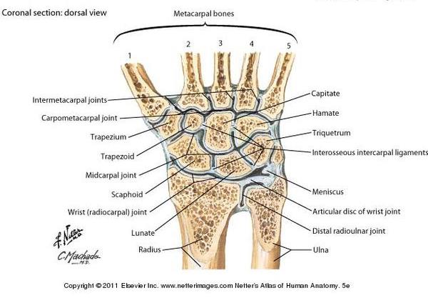Coronal section through wrist joint. From Netter Presenter.