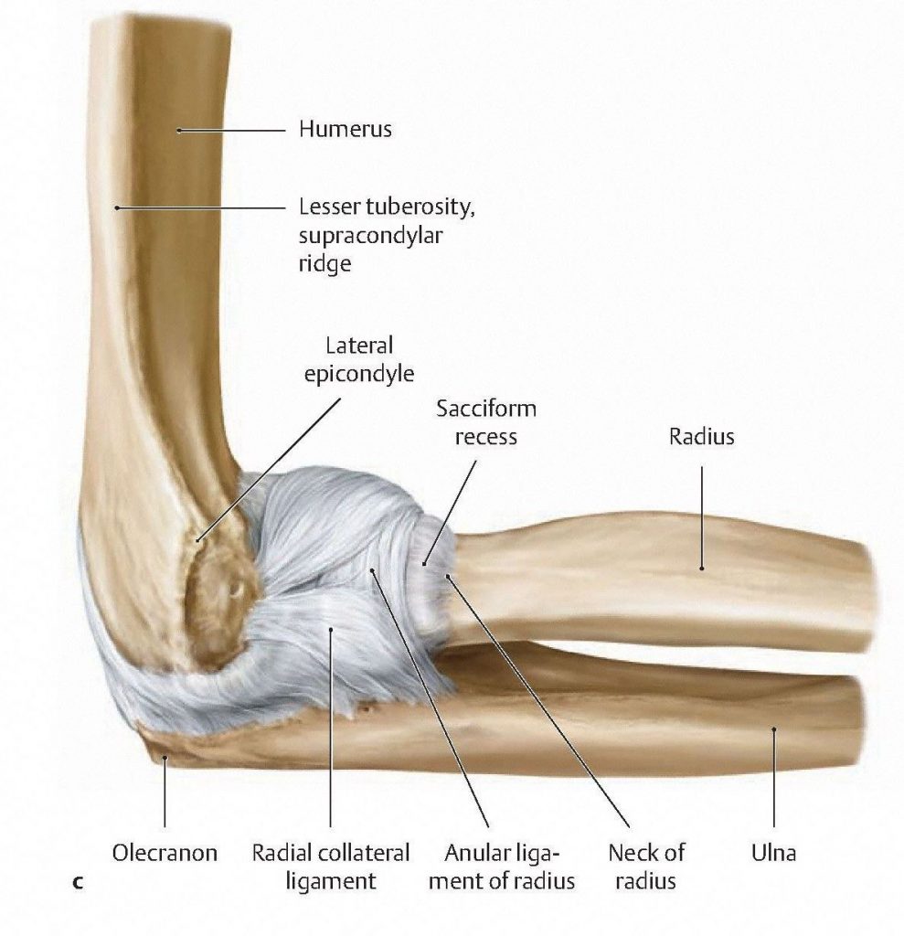 Lateral view of elbow illustrating the annular ligament of the radius which is a crucial part of the proximal radioulnar joint. From Schuenke et al., THIEME Atlas of Anatomy, THIEME 2007, pp. 240-241.