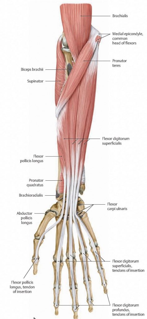Layer 2 of the flexor forearm contains flexor digitorum superficialis. From Schuenke et al., THIEME Atlas of Anatomy, THIEME 2007, pp. 292-293.