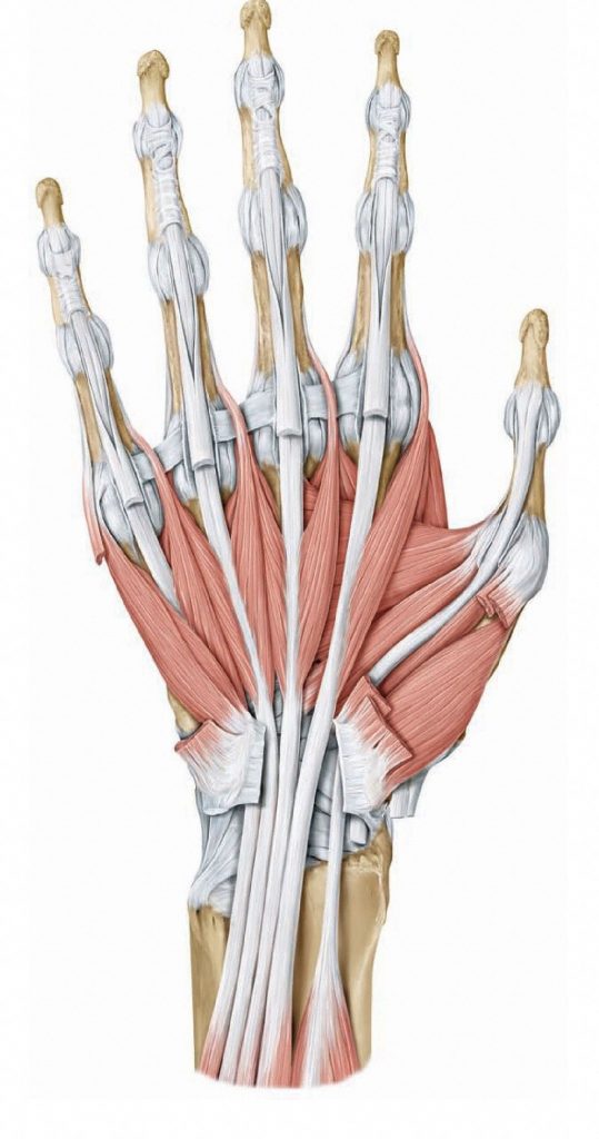 Tendons of flexor digitorum muscles travelling through the hand. The tendons of flexor digitorum superificialis (cut in image) split over the first phalanges and attach to either side of each middle phalanx. Tendons of flexor digitorum profundus pass through the split in the superficial tendons to reach the distal phalanges. From Schuenke et al., THIEME Atlas of Anatomy, THIEME 2007, pp. 304-305.