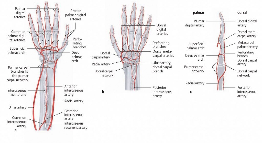 Arterial supply to forearm, wrist, and hand. A) from anterior side, B) from dorsal side, and C) lateral view. From Schuenke et al., THIEME Atlas of Anatomy, THIEME 2007, pp. 352-353.