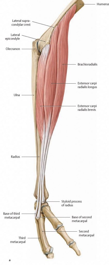lateral group of forearm extensors