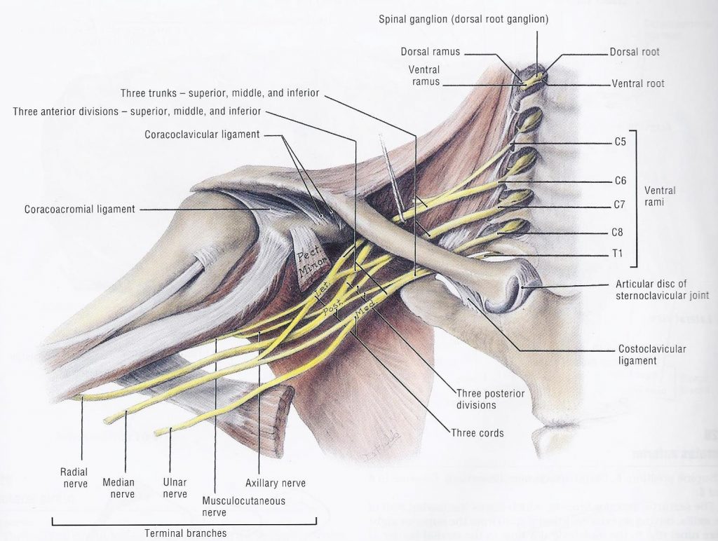 Diagram of the course of brachial plexus through axilla.