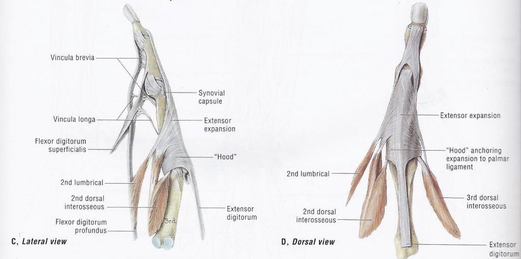 extensor expansions
