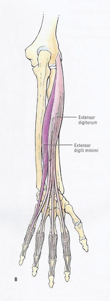 medial group of forearm extensors