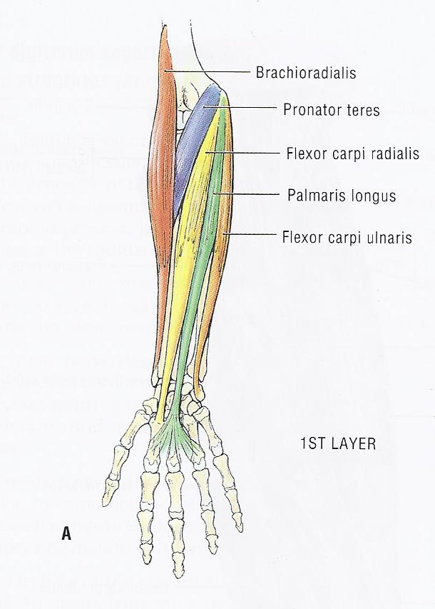 Superficial Layer of Forearm Flexors