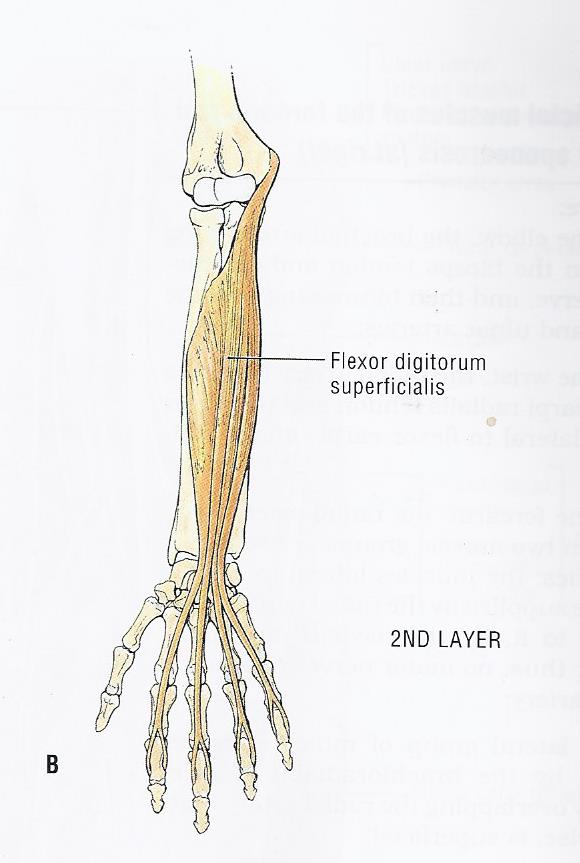 second layer of flexor forearm muscles