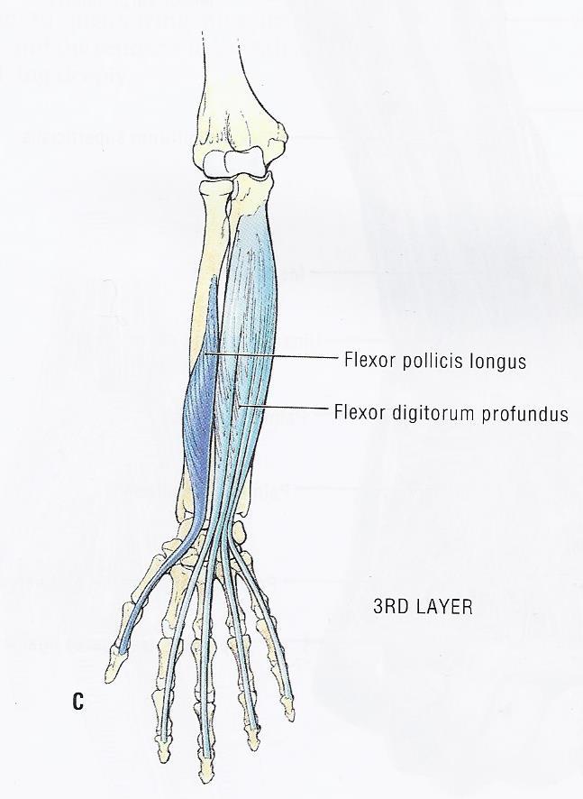 Forearm Flexors, Layer Three: Deep Flexors. From Agur, Anne, Grant's Atlas of Anatomy, Ninth Edition; 1991, Williams & Wilkins; ISBN 0-683-03701-3; Figure 6-78C.
