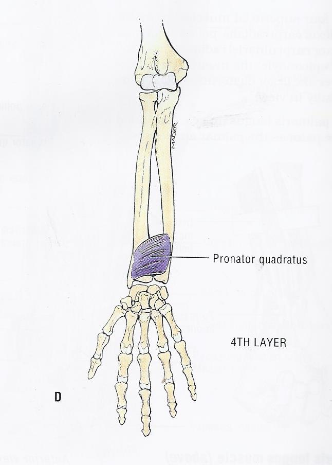 layer four of forearm flexors