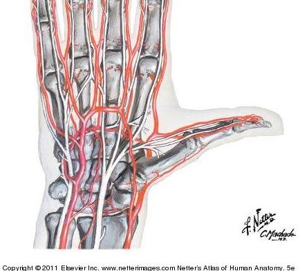 Arteries of the hand shown with bones and median and ulnar nerves intact. From Netter Presenter.