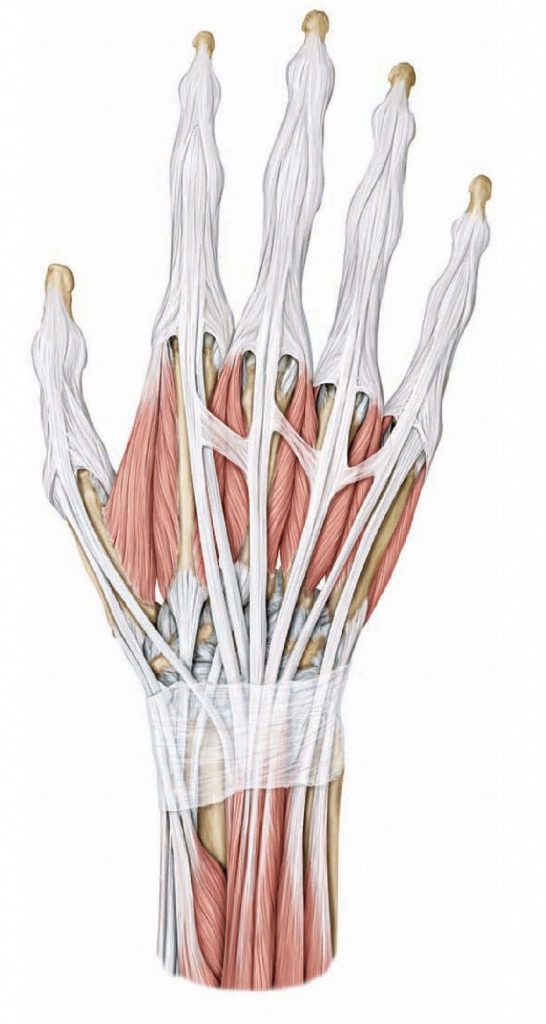 View of dorsal hand showing the extensor retinaculum overlying the extensor tendons as they cross the wrist. From Schuenke et al., THIEME Atlas of Anatomy, THIEME 2007, pp. 300-301.