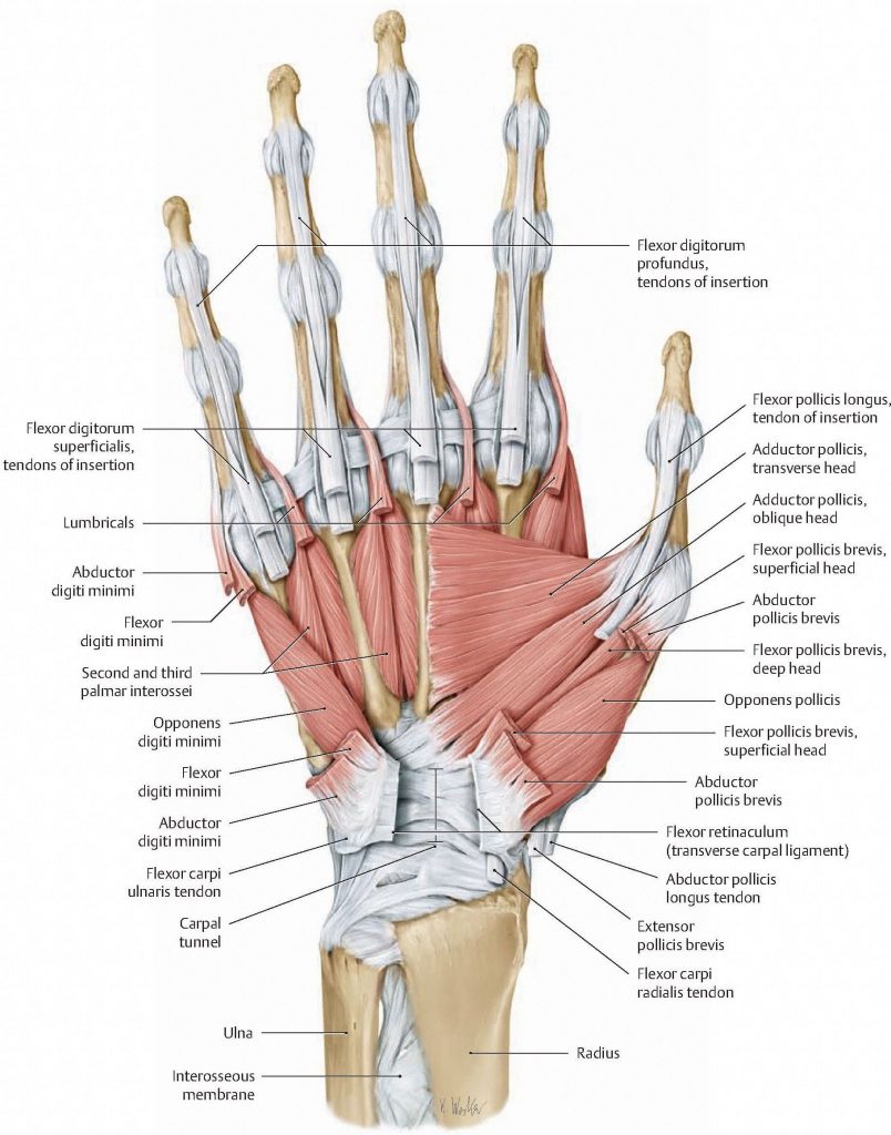 Deep muscles of the hand. Adductor pollicis extends to the thumb from the third metacarpal. From Schuenke et al., THIEME Atlas of Anatomy, THIEME 2007, pp. 304-305.