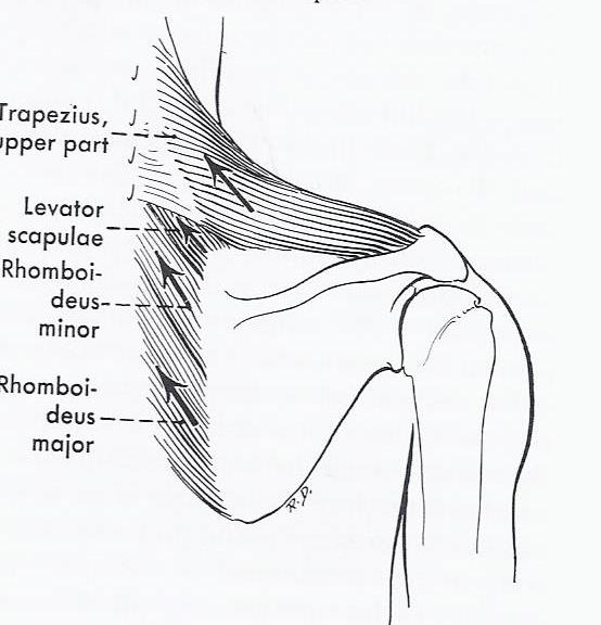 Line drawing of elevators of muscles which elevate the shoulder girdle: upper fibers of trapezius, levator scapulae, rhomboid major and minor.