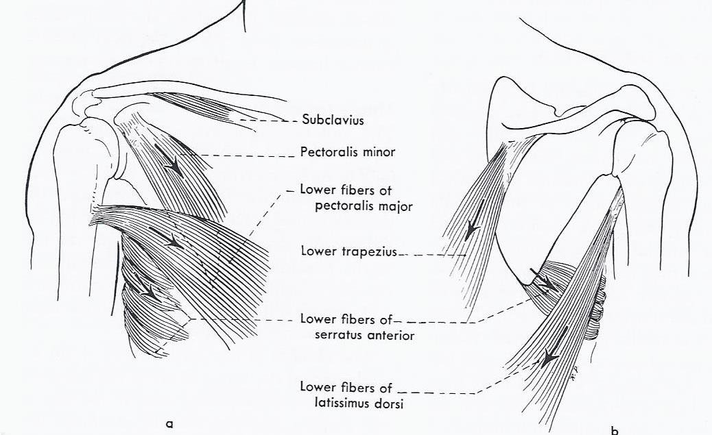 Line drawing of muscles which depress the shoulder girdle: subclavius, pectoralis minor, lower fibers of pectoralis major, lower fibers of trapezius, lower fibers of serratus anterior, lower fibers of latissimus dorsi.