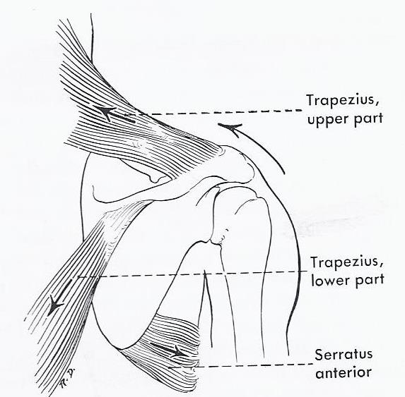 Line drawing of muscles which upwardly rotate the glenoid fossa: upper and lower trapezius and serratus anterior.