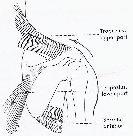 Line drawing showing the different pulls of trapezius and serratus anterior on the scapula to effect upward rotation of the glenoid fossa. 