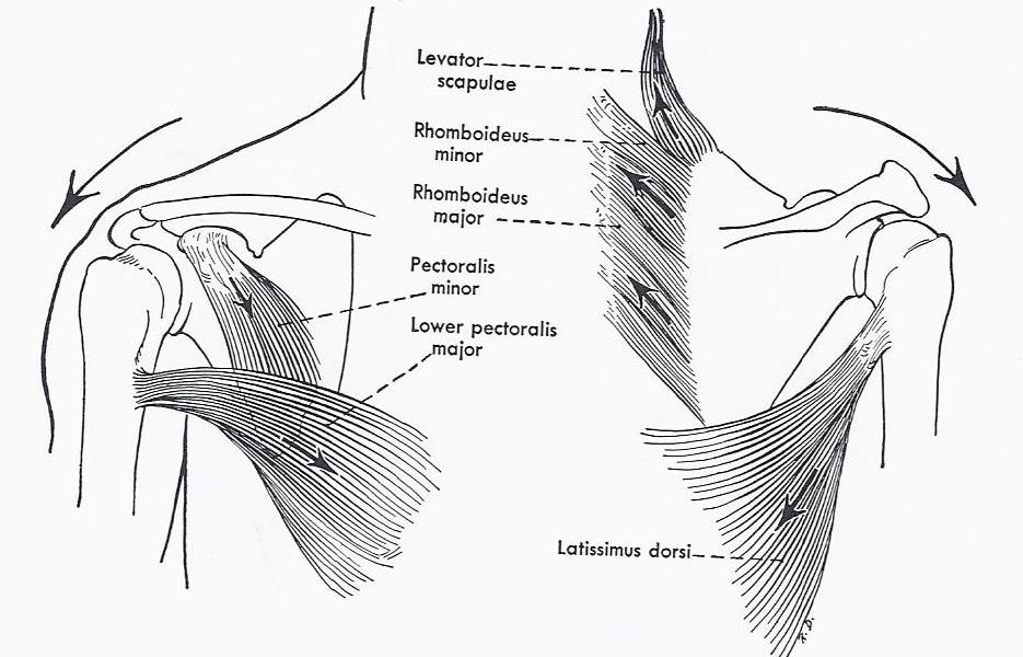 Line drawing of muscles which downwardly rotate the glenoid fossa: pectoralis minor, levator scapulae, rhomboid major and minor, latissimus dorsi