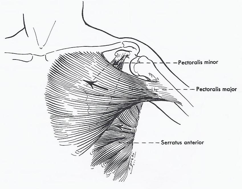 Line drawing of muscles which protract of the shoulder girdle: pectoralis major and minor; serratus anterior.