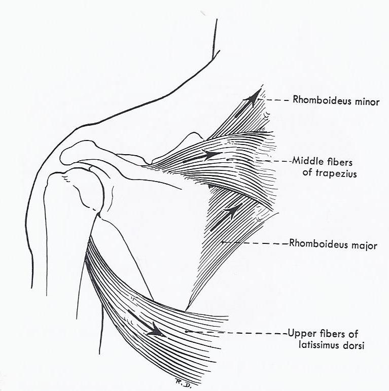 Line drawing of muscles which retract the shoulder girdle: rhomboid major and minor, middle fibers of trapezius, and upper fibers of latissimus dorsi.