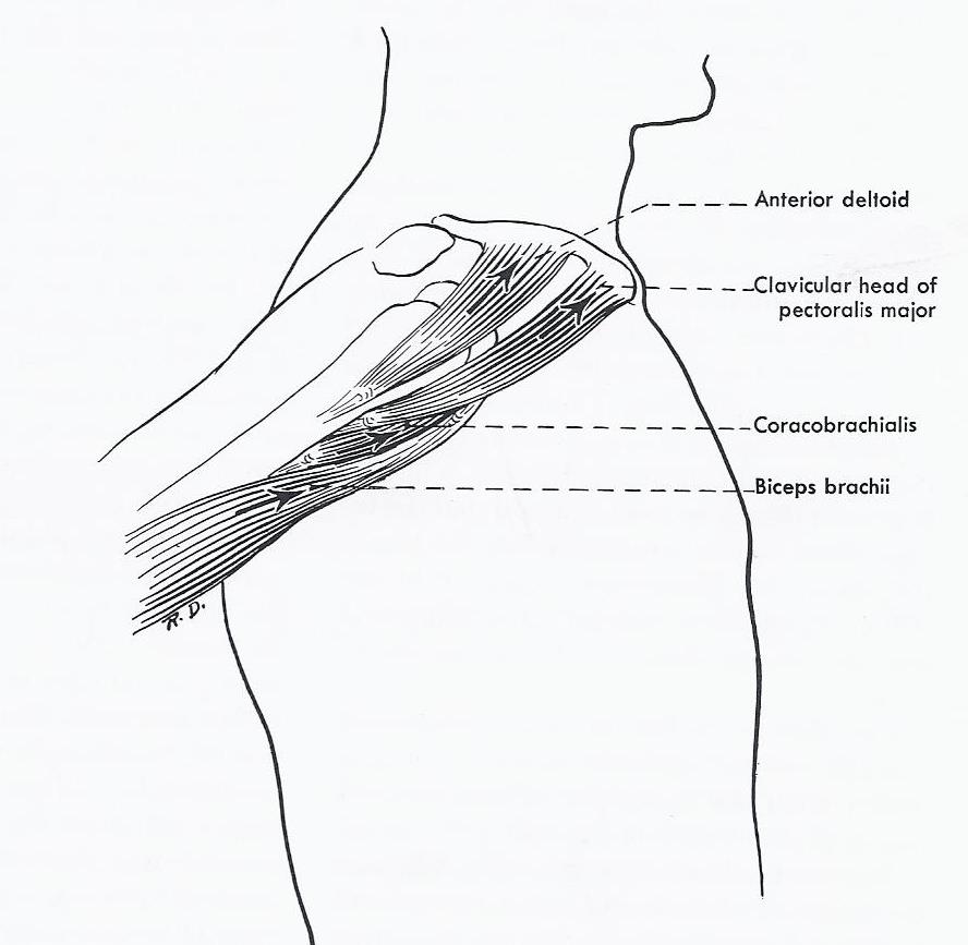 Flexors of Glenohumeral Joint. From W. Henry Hollinshead, Anatomy for Surgeons: Volume 3 The Back and Limbs, 3rd Edition; 1982, Harper & Row; 0-06-141266-X (v. 3); Figure 4-56.
