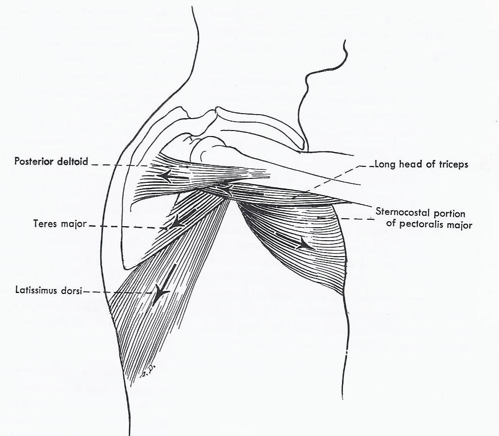 Line drawing of muscles which extend the glenohumeral joint: posterior deltoid, teres major, latissimus dorsi, long head of triceps brachii, sternocostal part of pectoralis major.