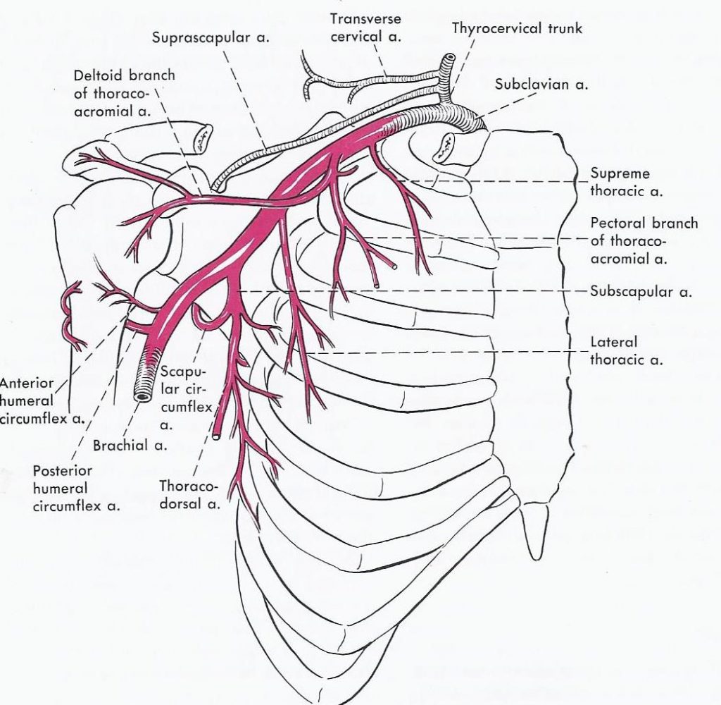 Diagram of the axillary artery and its branches