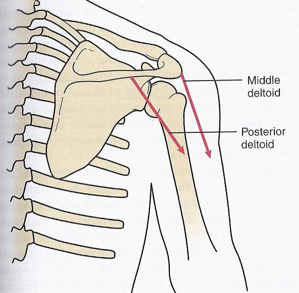 Diagram illustrating the downward pull of the fibers of the deltoid on the scapula.