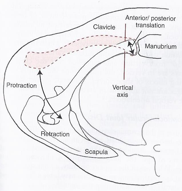 Diagram showing the movements of the clavicle during protraction and retraction, from a superior view.